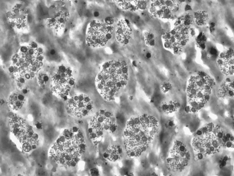 新聞:新型聚酰胺改性尼龍共混物兼具耐熱性、機械性和美觀性